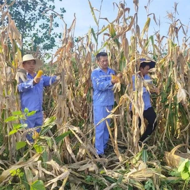 新材料公司：正是豐收好時節(jié)，志愿助農(nóng)暖人心